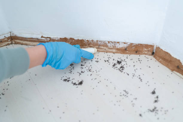 Best Affordable Pest Control Services  in Burlington, NC